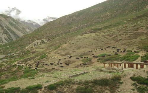 In the transhimalayan region livestock herding