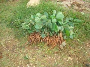 Pterocarpus santalinus saplings rescued from wild being brought to nursery.