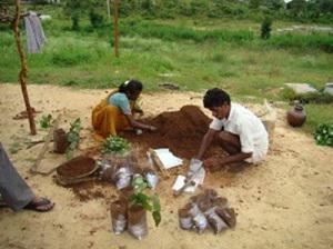 Transplantation of Pterocarpus santanlinus saplings to polybags.