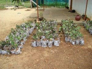 Transplanted Pterocarpus santalinus saplings maintained in nursery.