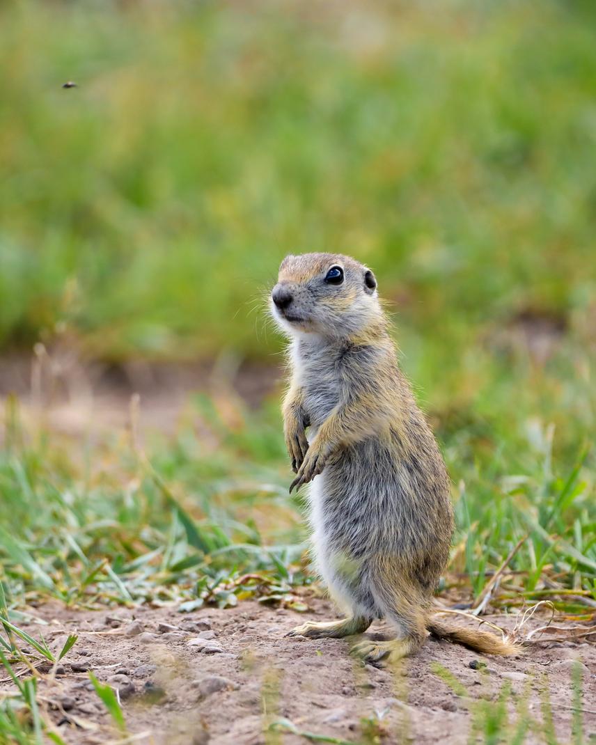 Asia minor ground squirrel. ©Berta Martirosyan.