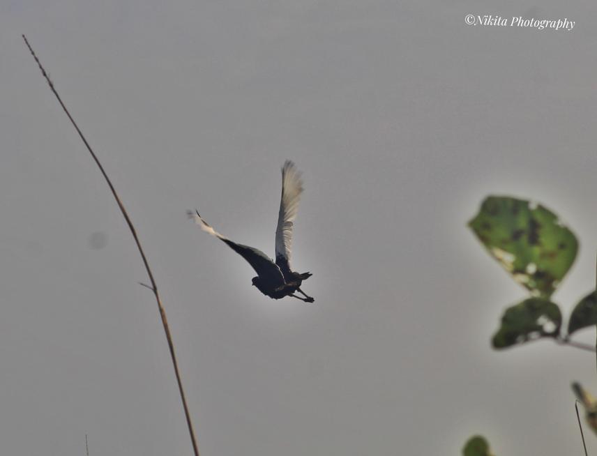 Bengal Florican sighting. © Nikita Photography.