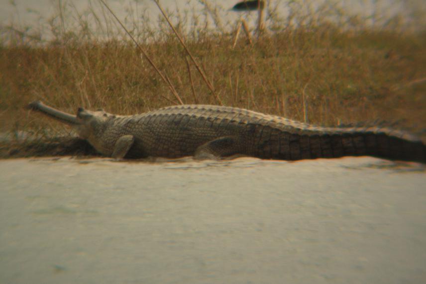 Female Gharial.