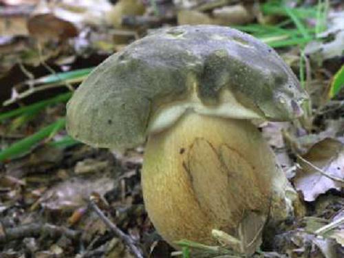 Boletus aereus Bull.