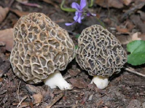 Morchella esculenta (L.) Pers.