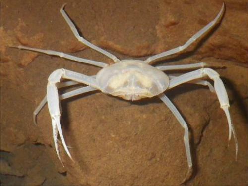 Typhlopseudothelphusa acanthochela.