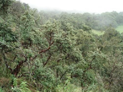 Forest Polylepis Pajchanti.