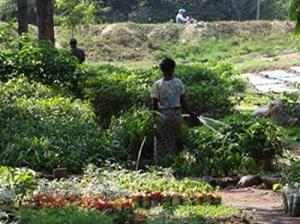 A community member volunteers at the village Agroforestry centre.