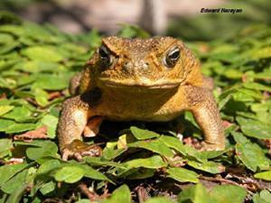 Non-native cane toad (Rhinella marina) on Viwa Island.