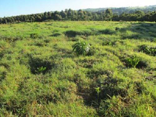 1021-CHill top planted Apr 2012 with 5000 trees.jpg