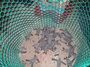 First hatchlings protected by their ancient predators, May 2011.