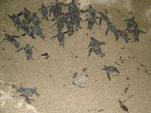 Hatchlings released 2012.