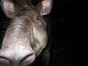 A Curious adult male Brazilian tapir.