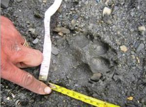 Wolf's pugmark on the way to Dho from Vijer.