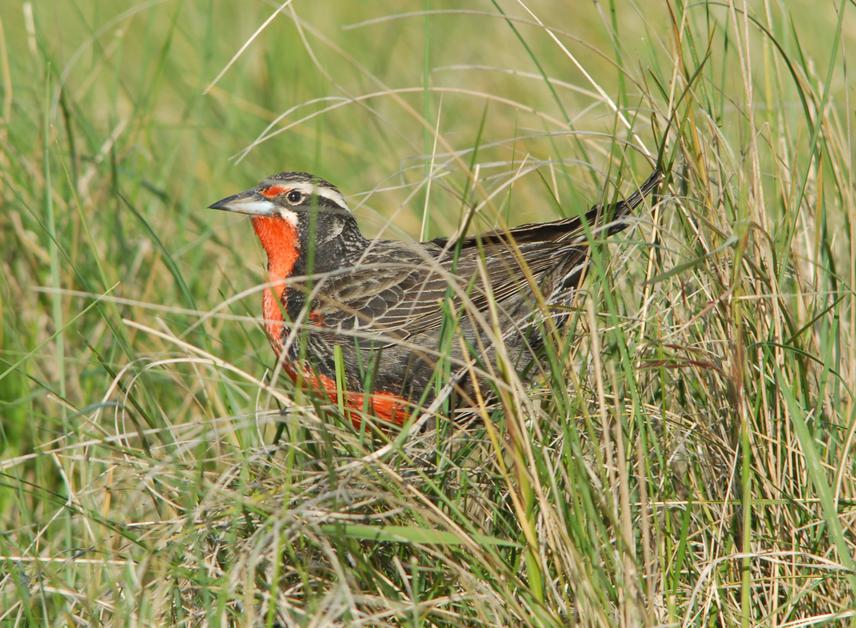 Pampas Meadowlark Male. © A. Azpiroz.