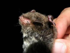 Daubenton’s bat, ©P.Žvorc.