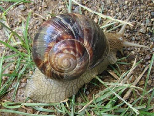 Helix endem.