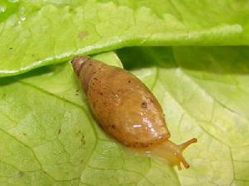 Poiretia mingrelica