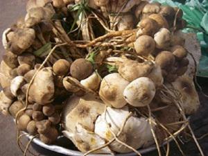 Sold non opened porophores of Termitomyces letestui.