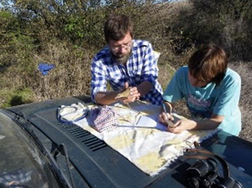 Corncrake ringing.