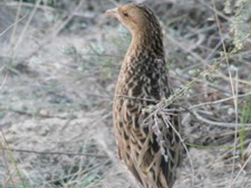 Corncrake.