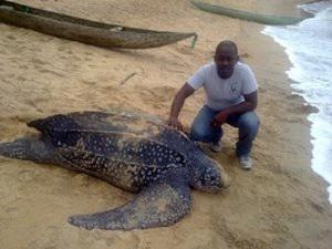 Trying to help the Sea Turtle before its death.