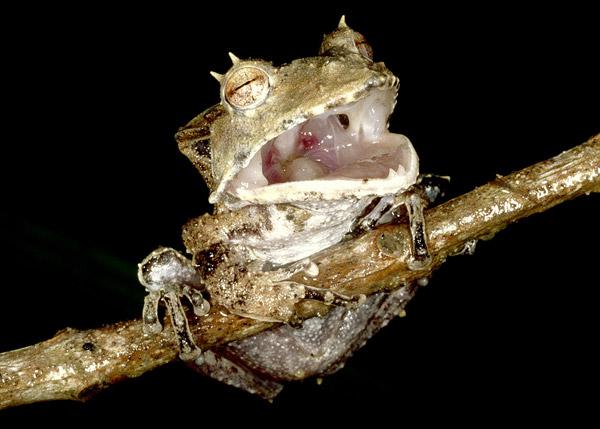 Hemiphractus helioi. © Alessandro Catenazzi.