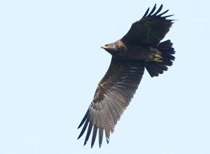 Majestic Lesser Spotted Eagles, Pernis apivorus. ©Christian Gelpke