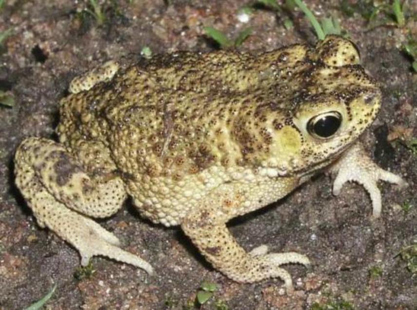 Duttaphrynus stomaticus.