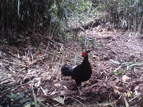 Khaleej Pheasant in camera traps.