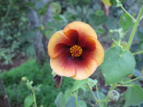 Abutilon hirtum.