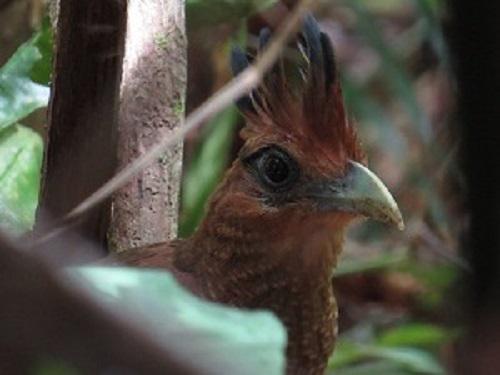 Rufous-vented Ground Cuckoo - a rarely glimpsed forest specialist.