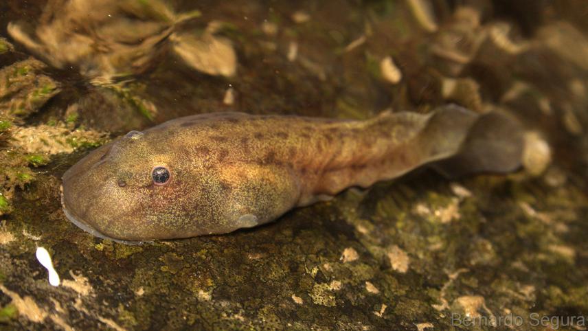 Telmatobufo bullocki tadpole.