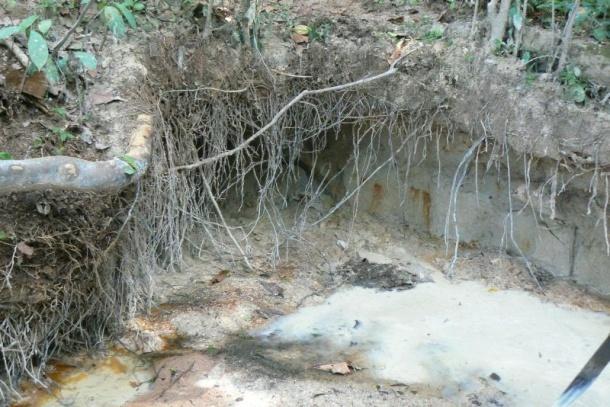 Elephants excavate the soil underneath trees at the edge of bais occasionally causing trees to fall.