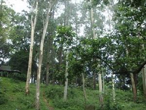Monoplantation by Eucalyptus in study area.