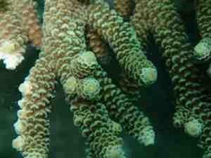 Acropora.