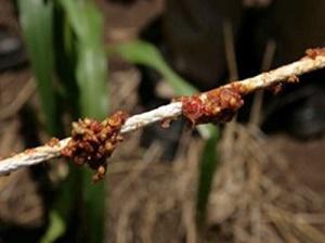 Chilli applied on strings.