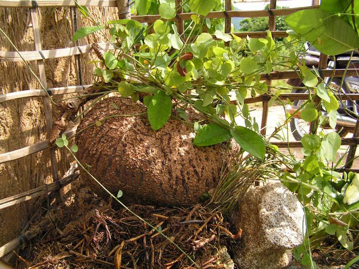Tuberous Tinospora crispa (L.) Hook.