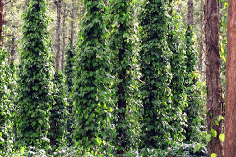 a modern, intensively managed coffee plantation dominated by straightstemmed exotic Grevillea robusta that can be planted at higher densities than sinuous-stemmed native trees and also support climbing pepper vines, an additional source of income.