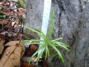 Seedling from seed.