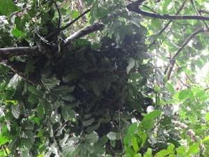 Chimpanzee nest.