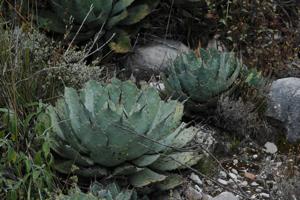 Agave potatorum.