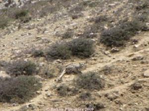 Snow leopard sighted by Bishnu Devkota in Dolpa.