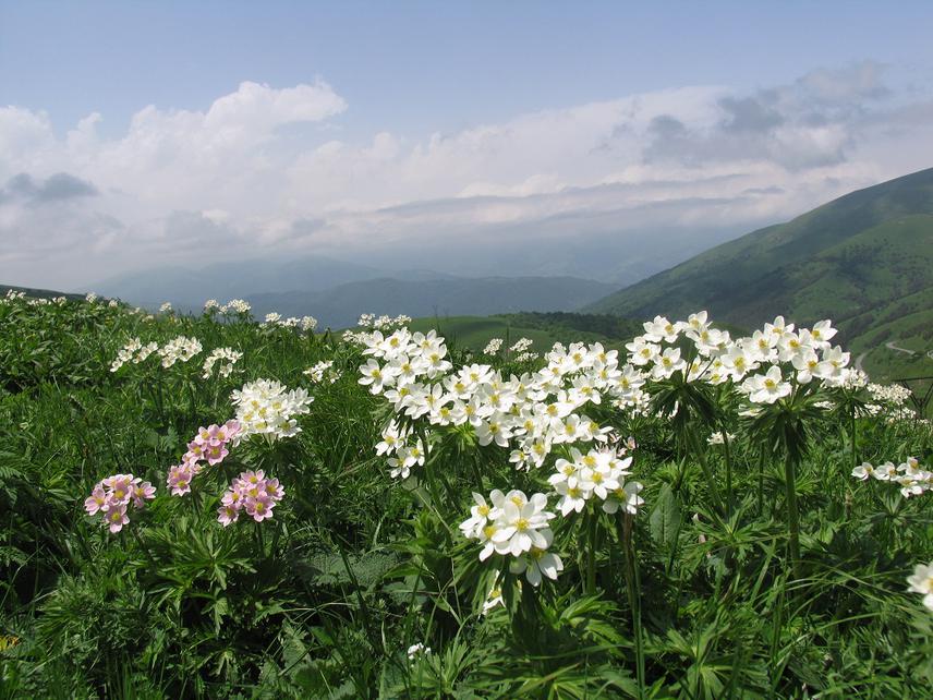 Anemone fasciculata.