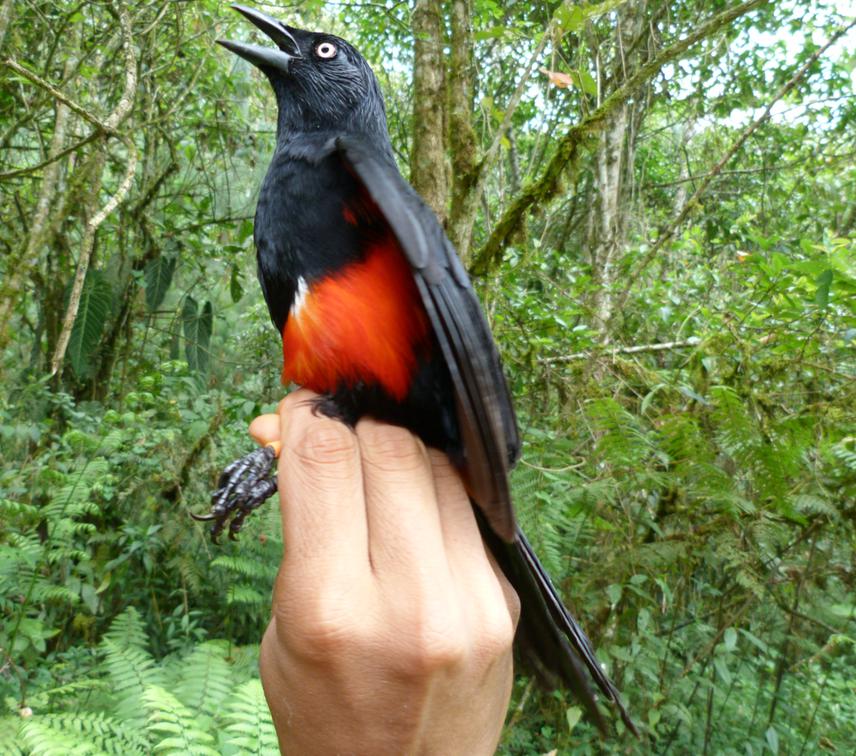 Banding an adult of Red-bellied Grackle.