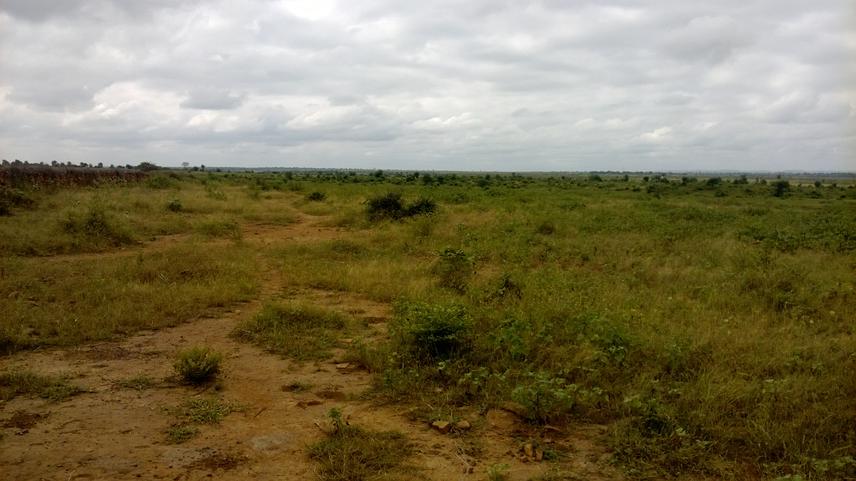 Plot before treatment.