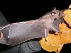 A nectar eating bat (note the pointed muzzle).