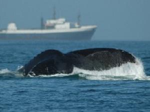 Humpback whales are often sighted in Walvis Bay and are one of the focuses of the marine tourism industry. © Ruth Leeney.