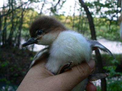 A day old duckling.