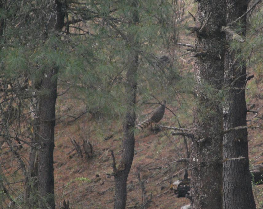 Cheer Pheasant (Catreus wallichhii) in Dhorpatan Hunting Reserve.